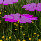 Sonnenfänger Butterblume