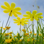 Sonnenfänger Gänseblümchen