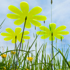 Sonnenfänger Gänseblümchen