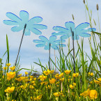 Sonnenfänger Gänseblümchen
