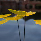 Sonnenfänger Schmetterlinge