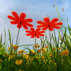 Sonnenfänger Gänseblümchen