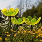 Ringelblumen Sonnenfänger