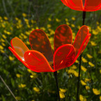 Ringelblumen Sonnenfänger