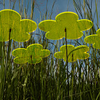 Blumen 3x 20cm Gelb