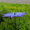 Sonnenblumen Sonnenfänger