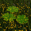 Sonnenfänger Butterblume Blume