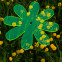 Sonnenfänger Gänseblümchen