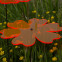 Sonnenfänger Butterblume Blume