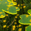 Sonnenfänger Butterblume Blume