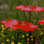 Sonnenfänger Butterblume Blume