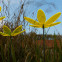 Lotusblume Sonnenfänger