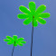 Sonnenfänger Gänseblümchen