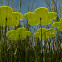Blumen 3x 10cm Gelb