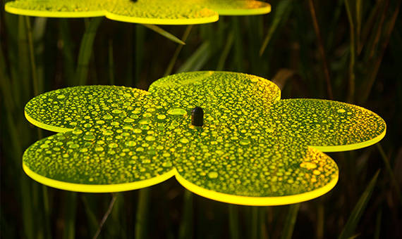 Sonnenfänger Leuchtblume