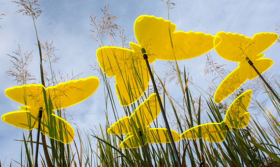 Sonnenfänger Schmetterlinge